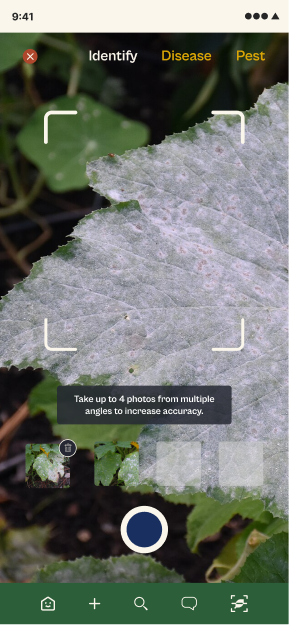 Identify screen: live camera view with corner crop brackets and three tabs labeled Identify, Disease, and Pest.